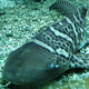 Foto: Liné1 / Wikimedia.